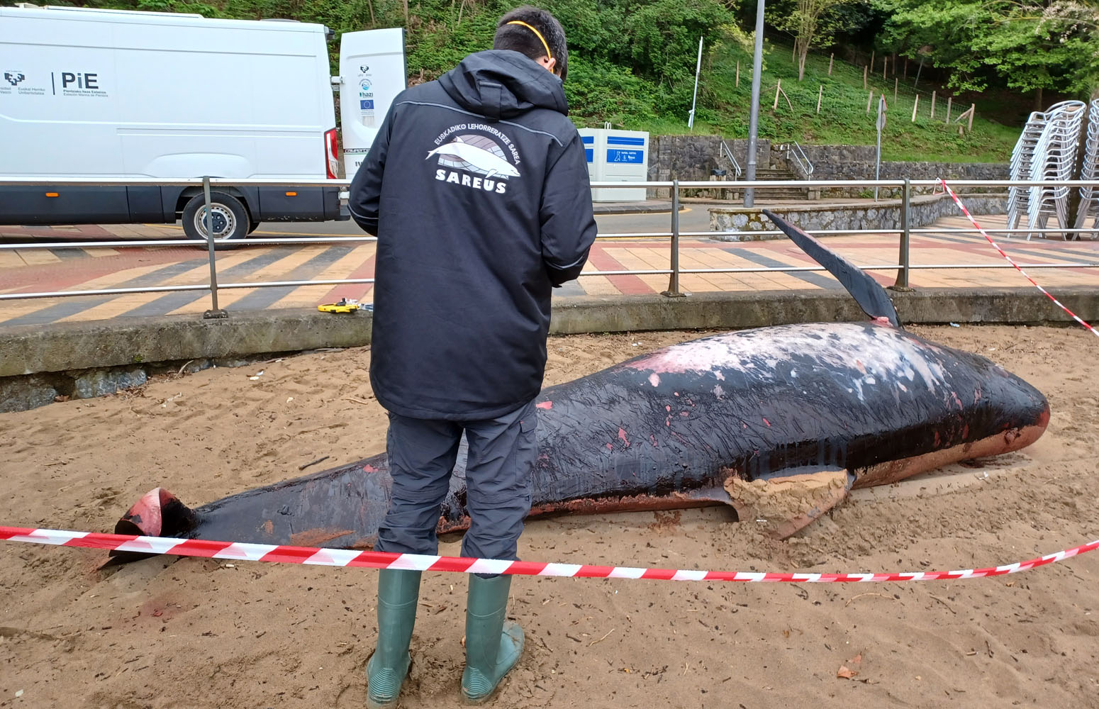 El equipo SAREUS atiende el varamiento de una ballena en la playa de Lekeitio