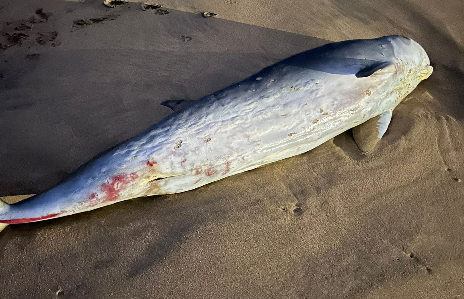Zierbenako Arena hondartzan lehorreratutako Katxalote nanoa (Kogia sima)