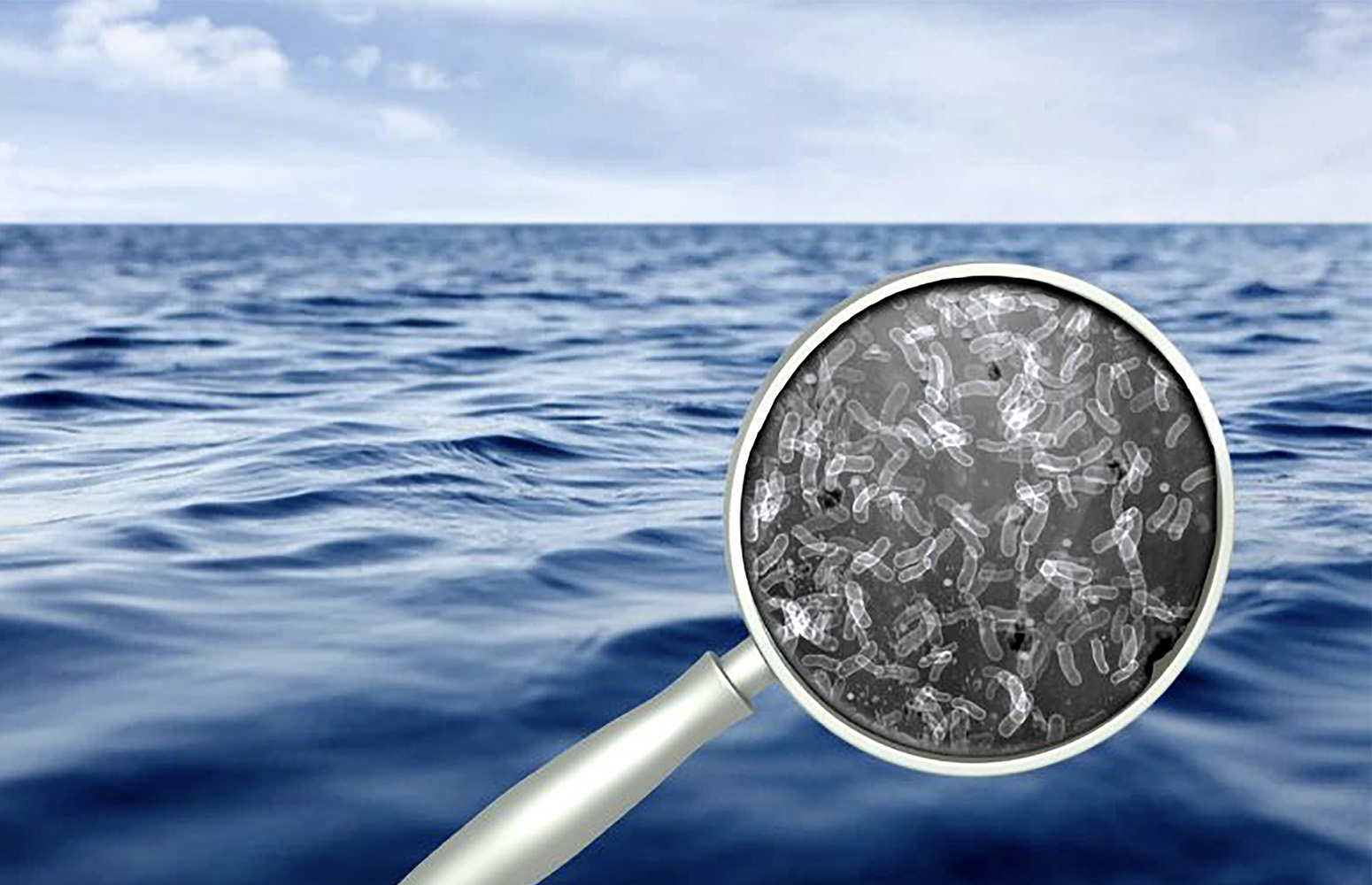 Bacterias del género Vibrio en el medio marino, eje de la investigación de la EHU