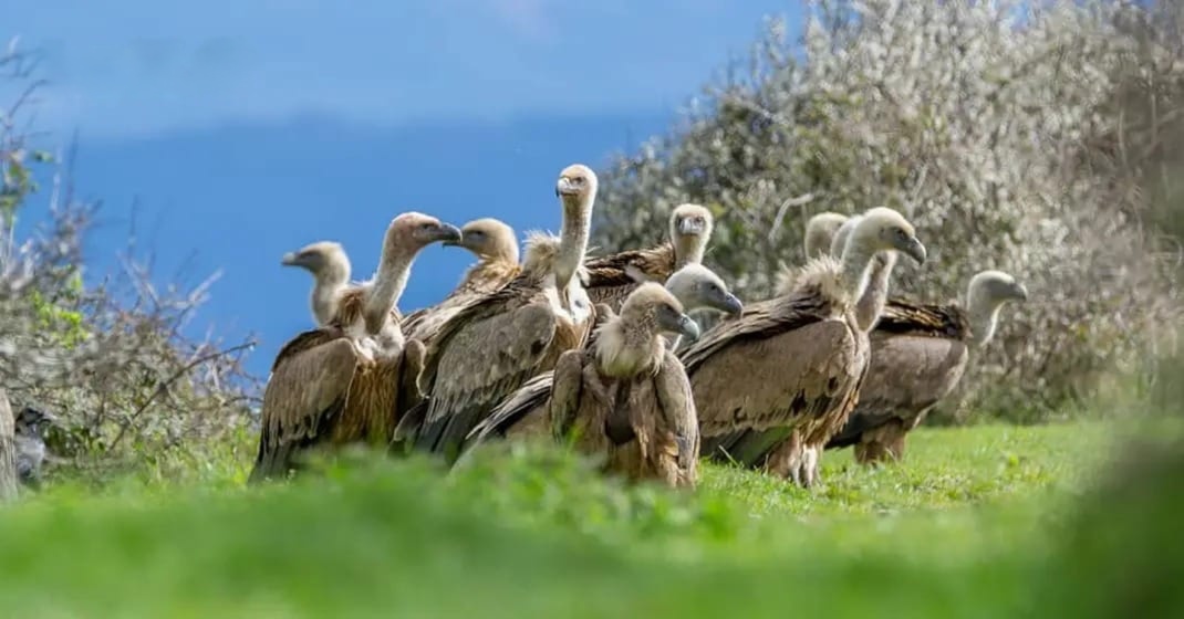 putreen talde bat belardian, naturaren orekan eta ekosistemen osasunean funtsezko eginkizuna betetzen
