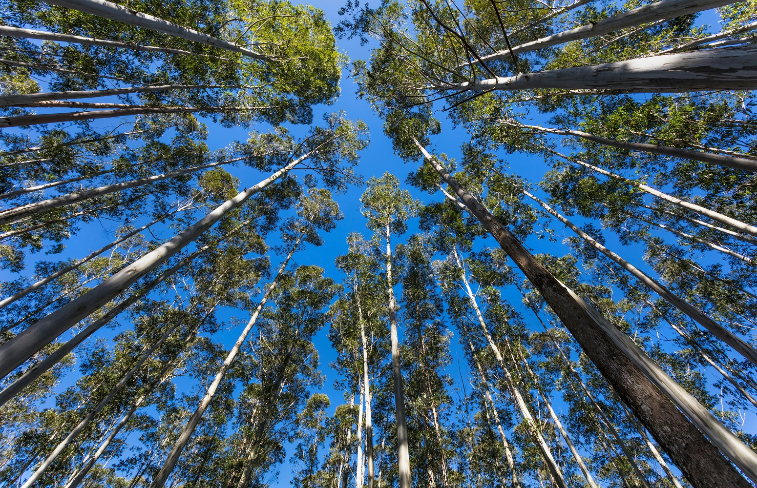 Bosque de eucaliptos. Vista hacia el cielo. Foto CANVA