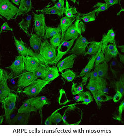 ARPE cells transfected with niosomes