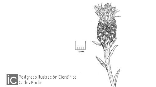 Ilustración Centaurea Carles Puche