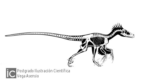 Ilustración velociraptor Vega Asensio