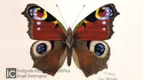 Ilustración mariposa pavo real Ángel Domínguez