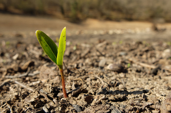 Planta del gnero Polygonum