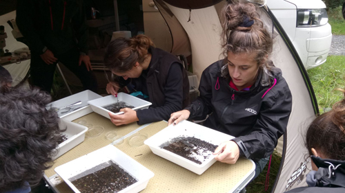 Invertebrados acuticos